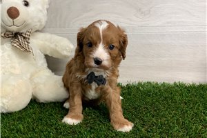 Oscar - puppy for sale