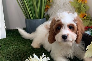 Ernie - Cavapoo for sale