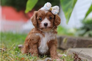 Gianna - puppy for sale