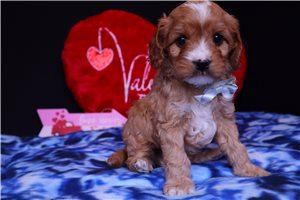 Jeremiah - puppy for sale