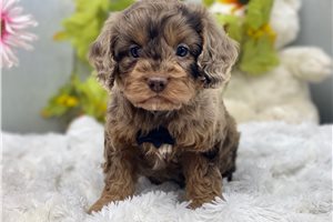 Julian - Cavapoo for sale