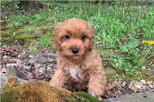 Gunther - Cavapoo for sale