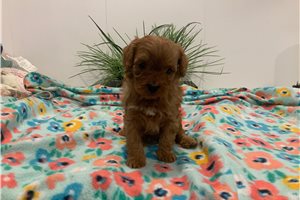 Archie - Cavapoo for sale