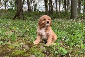 Rudy - Cavapoo for sale
