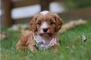 Grace - Cavapoo for sale