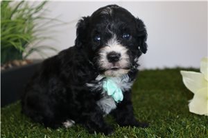Harley - Cavapoo for sale