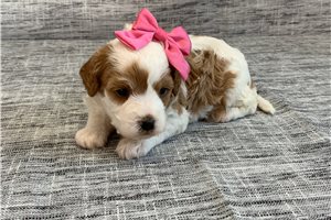 Samara - Cavapoo for sale