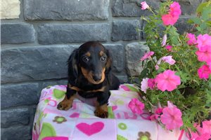 Fairy - Dachshund, Mini for sale