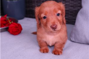Lana - Dachshund, Mini for sale
