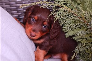 Luca - Dachshund, Mini for sale