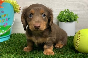 Noland - Dachshund, Mini for sale