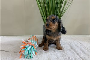 Gem - Mixed/Other for sale