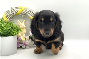 Oswald - Dachshund, Mini for sale