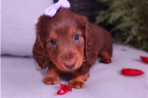 Lauren - Dachshund, Mini for sale