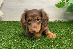 Noland - Dachshund, Mini for sale