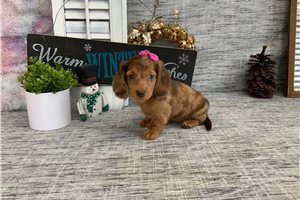 Lana - Dachshund, Mini for sale