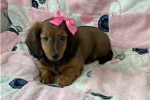 Leslie - Dachshund, Mini for sale