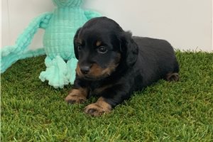 Ferdinand - Dachshund, Mini for sale