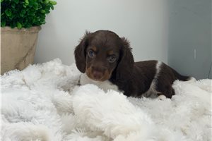 Alfredo - Dachshund, Mini for sale