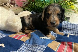 Cole - Dachshund for sale