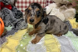 Coby - Dachshund for sale