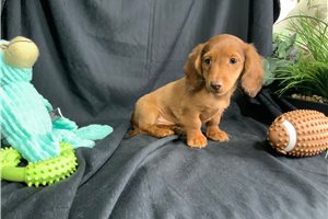 Oliver - Dachshund, Tweenie for sale