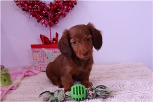 Lucy - Dachshund, Tweenie for sale