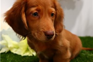 Linus - Dachshund, Tweenie for sale