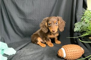 Odie - Dachshund, Tweenie for sale