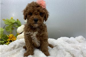 Lester - Mini Goldendoodle for sale