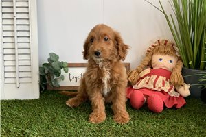 Lily Bell - Goldendoodle for sale