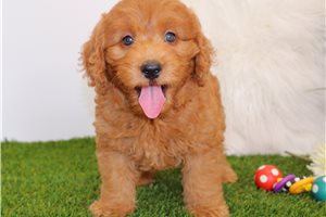 Linus - puppy for sale