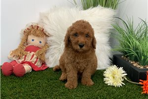 Loso - puppy for sale