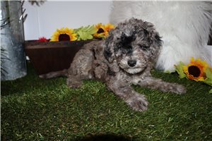 Everly - Goldendoodle, Mini for sale
