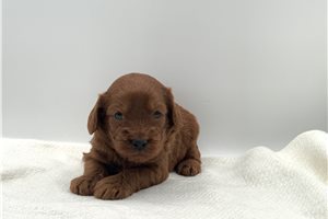 Hudson - Goldendoodle, Mini for sale
