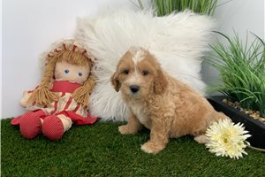 Lou - Goldendoodle for sale