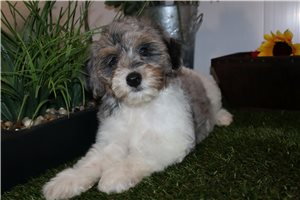 Erin - Goldendoodle, Mini for sale