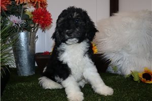 Ethan - Goldendoodle, Mini for sale