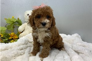 Louisa - Mini Goldendoodle for sale