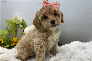 Lillian - puppy for sale