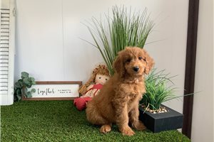 Lila - Goldendoodle for sale
