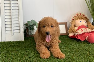 Lillian - Goldendoodle for sale