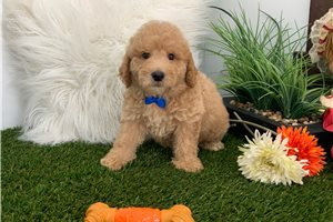 Lorenzo - Goldendoodle for sale