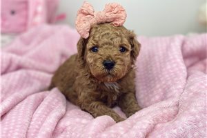 Hummingbird - puppy for sale