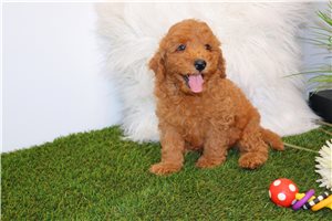 Lawrence - puppy for sale