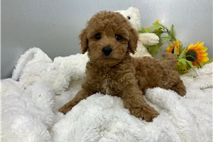 Lionel - puppy for sale