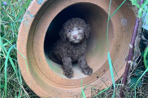 Brianna - puppy for sale