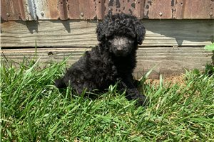 Bridget - Labradoodle for sale