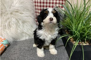 Archie - Bernedoodle, Mini for sale