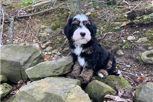 Artemis - puppy for sale